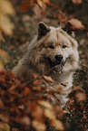 Eurasian