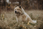 Eurasian