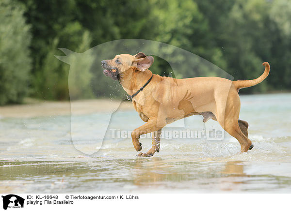 spielender Fila Brasileiro / playing Fila Brasileiro / KL-16648