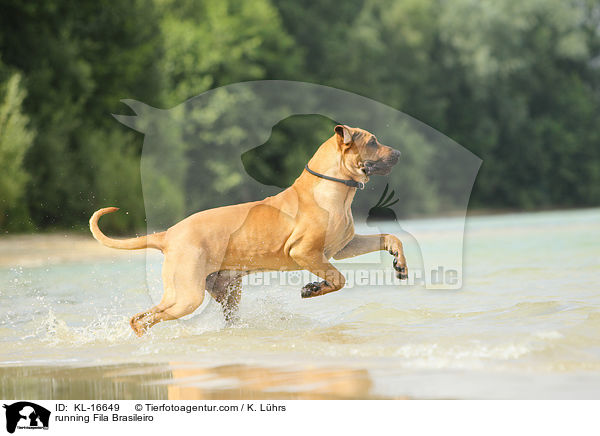 rennender Fila Brasileiro / running Fila Brasileiro / KL-16649