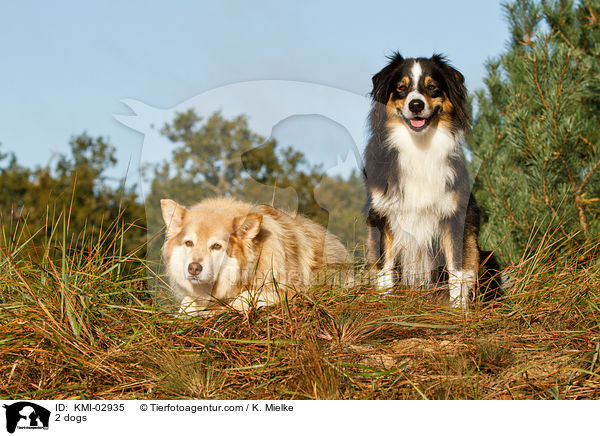 2 dogs / KMI-02935