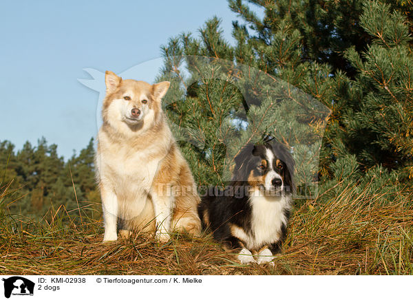 2 dogs / KMI-02938