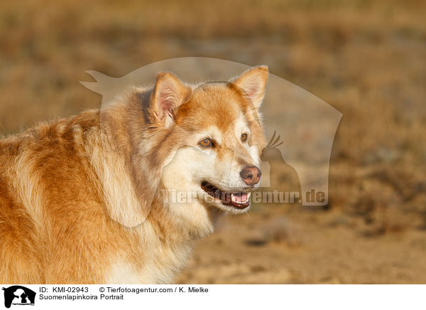 Suomenlapinkoira Portrait / KMI-02943