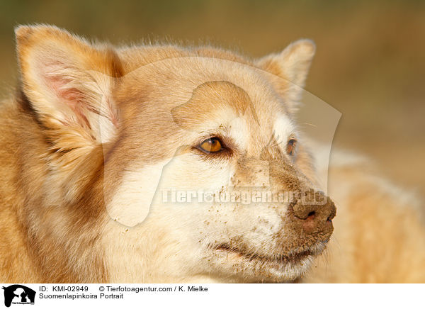 Suomenlapinkoira Portrait / KMI-02949