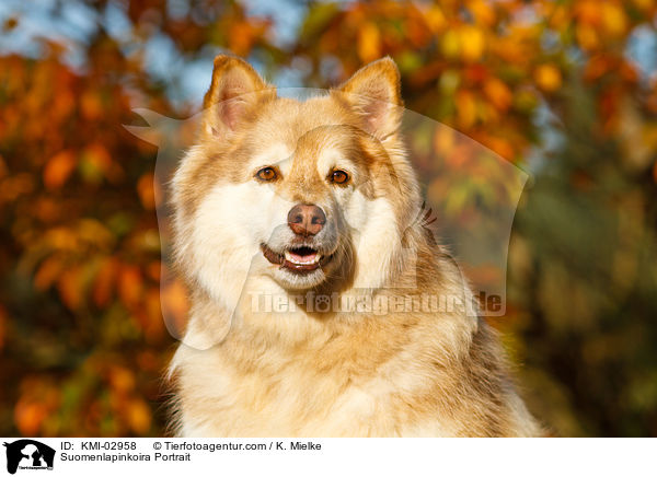 Suomenlapinkoira Portrait / KMI-02958