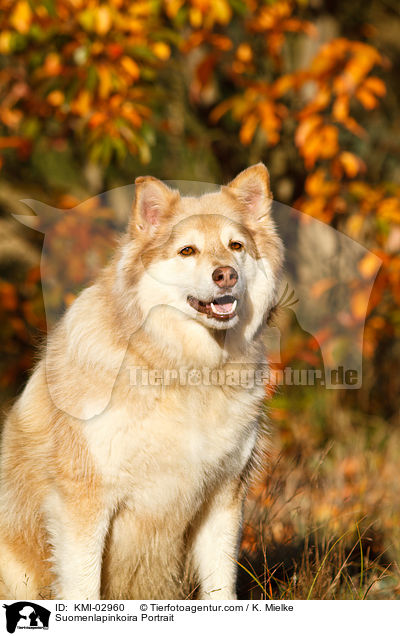 Suomenlapinkoira Portrait / KMI-02960