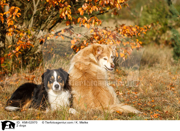2 dogs / KMI-02970