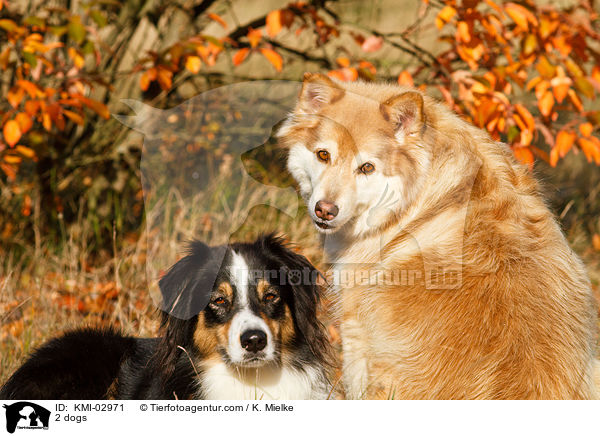 2 dogs / KMI-02971