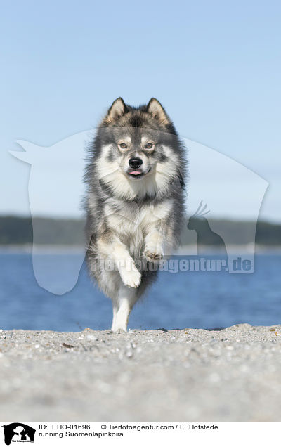 rennender Suomenlapinkoira / running Suomenlapinkoira / EHO-01696