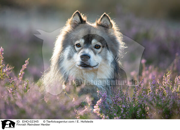 Suomenlapinkoira / Finnish Reindeer Herder / EHO-02345