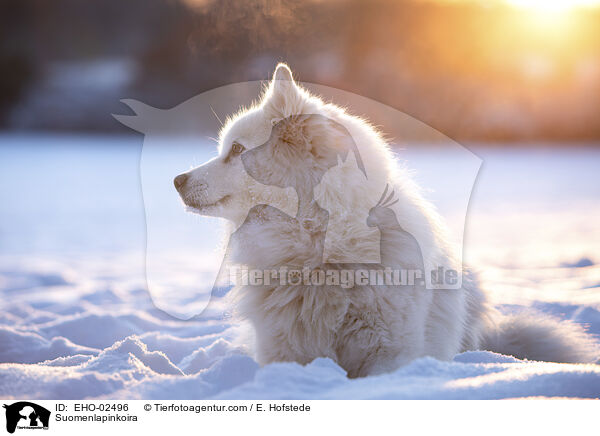 Suomenlapinkoira / Suomenlapinkoira / EHO-02496