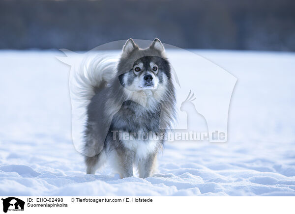 Suomenlapinkoira / Suomenlapinkoira / EHO-02498