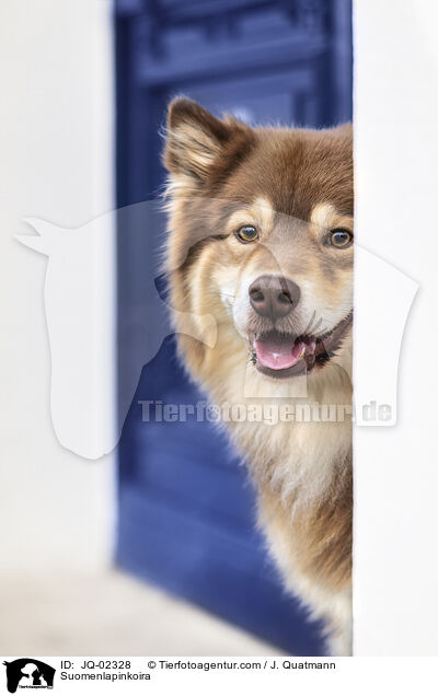 Finnischer Lapphund / Suomenlapinkoira / JQ-02328