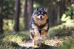 running Finnish Lapphund