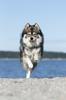 running Suomenlapinkoira