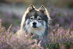 Finnish Reindeer Herder