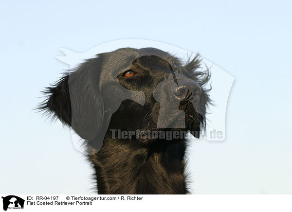 Flat Coated Retriever Portrait / Flat Coated Retriever Portrait / RR-04197