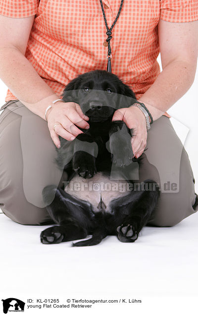 junger Flat Coated Retriever / young Flat Coated Retriever / KL-01265