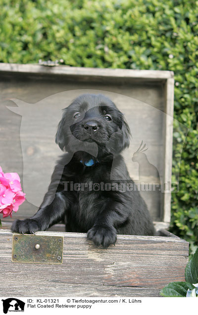 Flat Coated Retriever Welpe / Flat Coated Retriever puppy / KL-01321