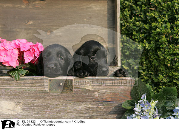 Flat Coated Retriever Welpe / Flat Coated Retriever puppy / KL-01323