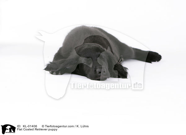 Flat Coated Retriever puppy / KL-01406