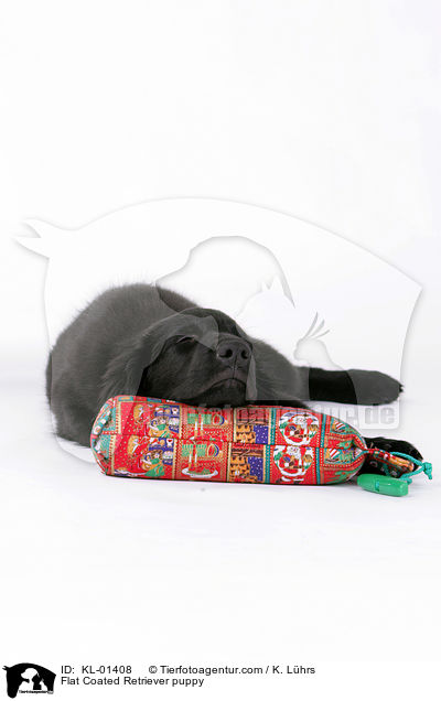 Flat Coated Retriever puppy / KL-01408