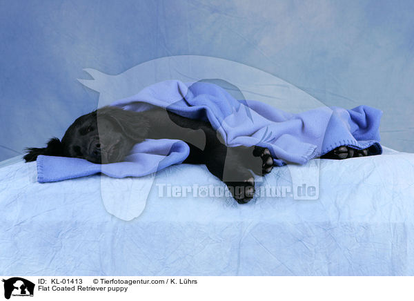 Flat Coated Retriever puppy / KL-01413