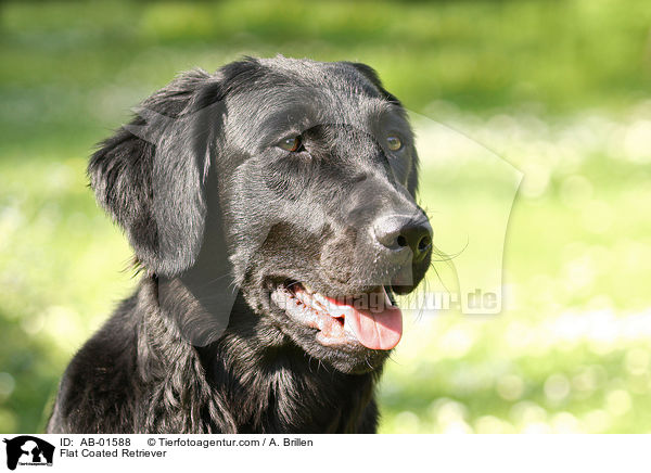 Flat Coated Retriever / AB-01588