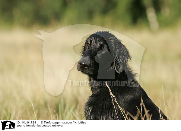 young female flat coated retriever / KL-01728