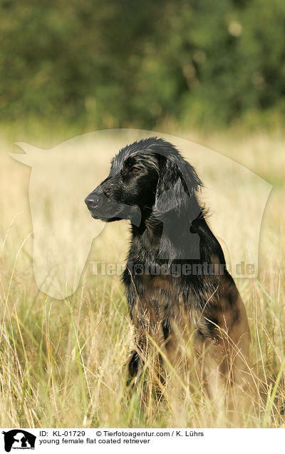 young female flat coated retriever / KL-01729