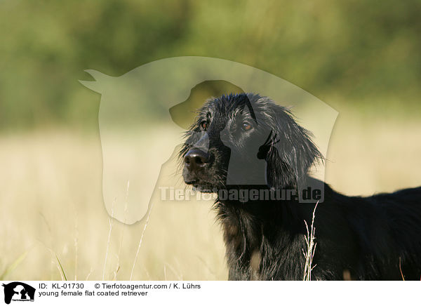 young female flat coated retriever / KL-01730