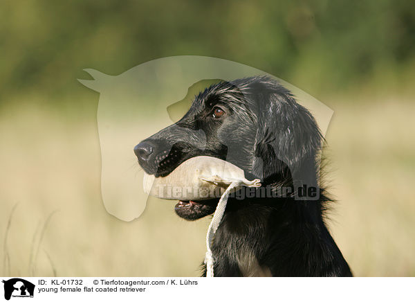 young female flat coated retriever / KL-01732