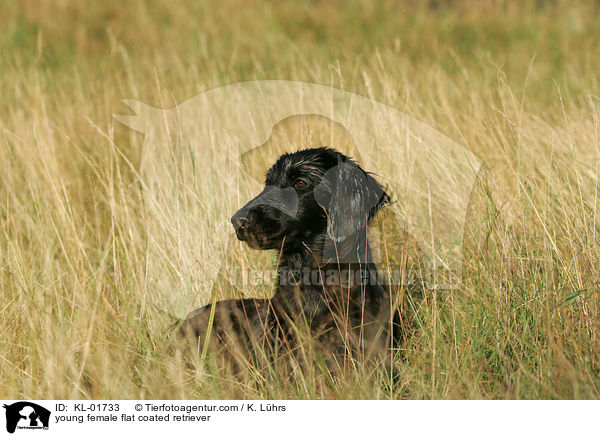 young female flat coated retriever / KL-01733