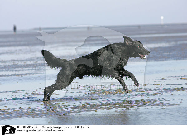 rennender Flat Coated Retriever Rde / running male flat coated retriever / KL-01739