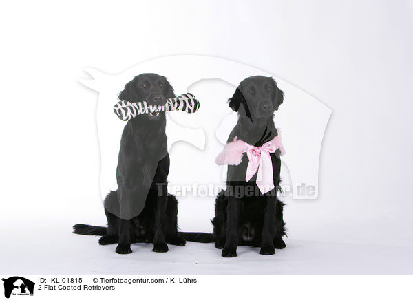2 Flat Coated Retriever / 2 Flat Coated Retrievers / KL-01815