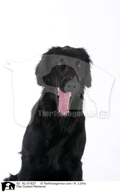 Flat Coated Retriever / KL-01827