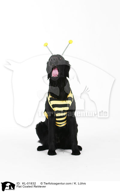 Flat Coated Retriever / Flat Coated Retriever / KL-01832