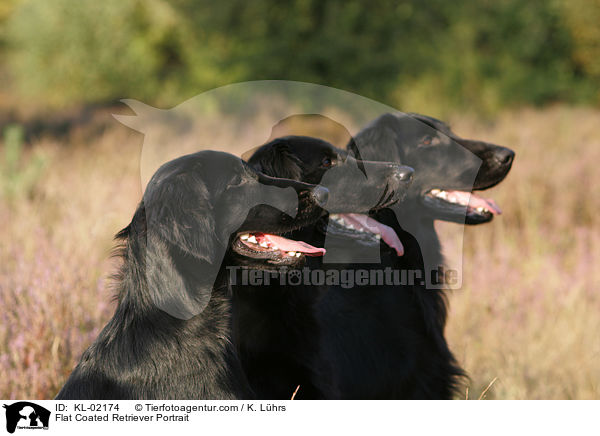 Flat Coated Retriever Portrait / KL-02174