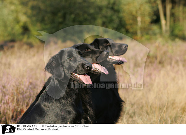 Flat Coated Retriever Portrait / KL-02175