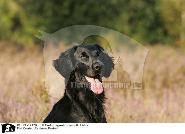 Flat Coated Retriever Portrait / KL-02178
