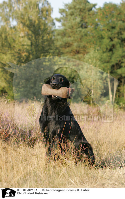Flat Coated Retriever / KL-02181