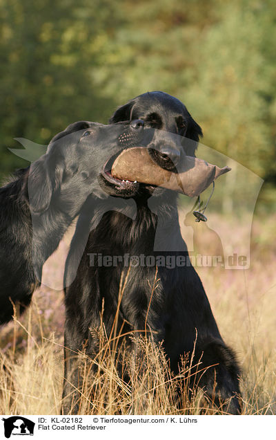 Flat Coated Retriever / KL-02182