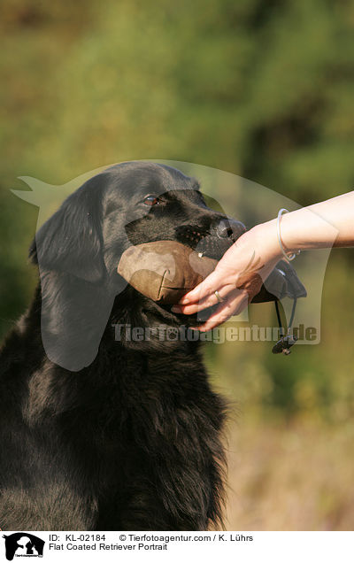 Flat Coated Retriever Portrait / KL-02184