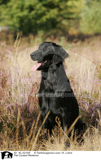 Flat Coated Retriever / KL-02185