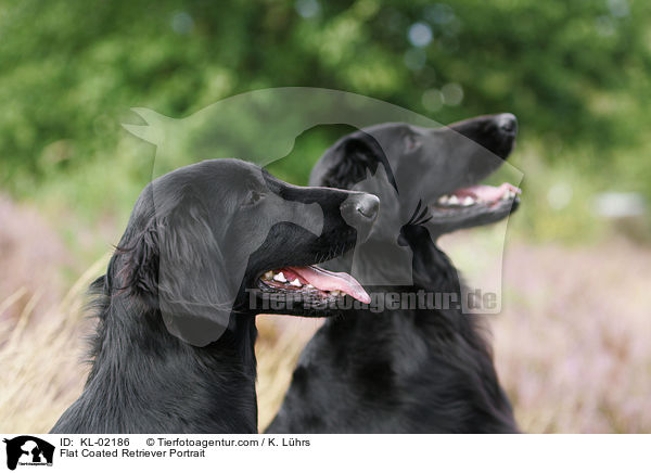 Flat Coated Retriever Portrait / KL-02186