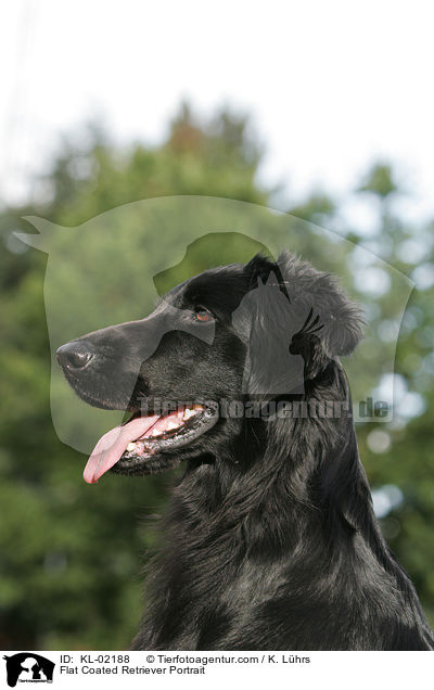 Flat Coated Retriever Portrait / KL-02188
