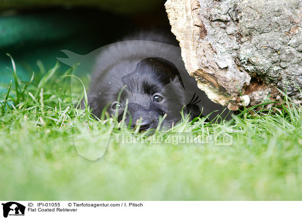Flat Coated Retriever / IPI-01055