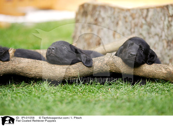 Flat Coated Retriever Puppies / IPI-01058