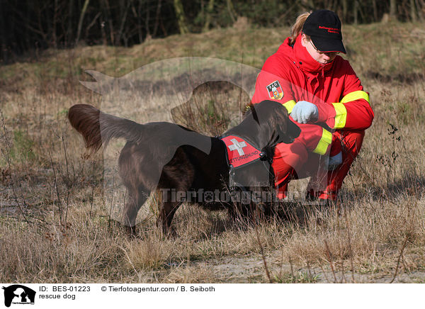 rescue dog / BES-01223