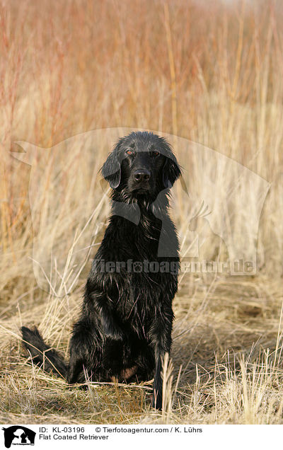 Flat Coated Retriever / KL-03196